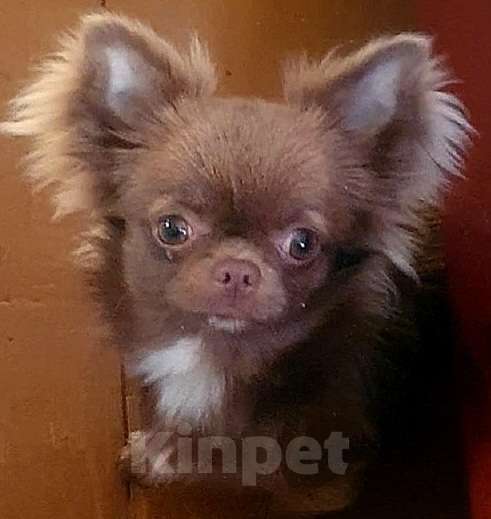 Собаки в Москве: Чихуахуа девочки подрощенные Девочка, Бесплатно - фото 2