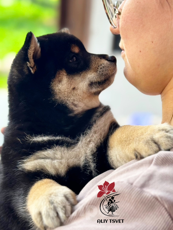 Собаки в Новосибирске: Черно-подпалая девочка сиба-ину Девочка, 60 000 руб. - фото 2