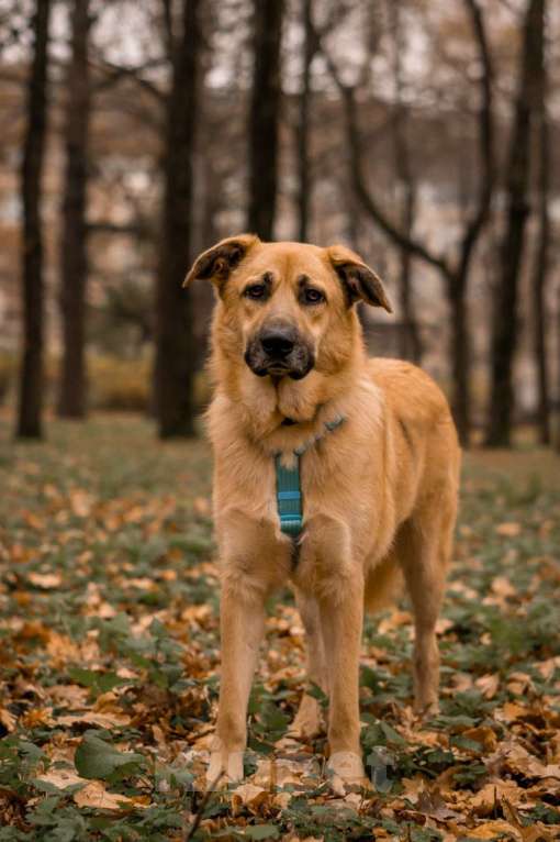 Собаки в Москве: Собака в добрые руки бесплатно Москва Мальчик, Бесплатно - фото 3