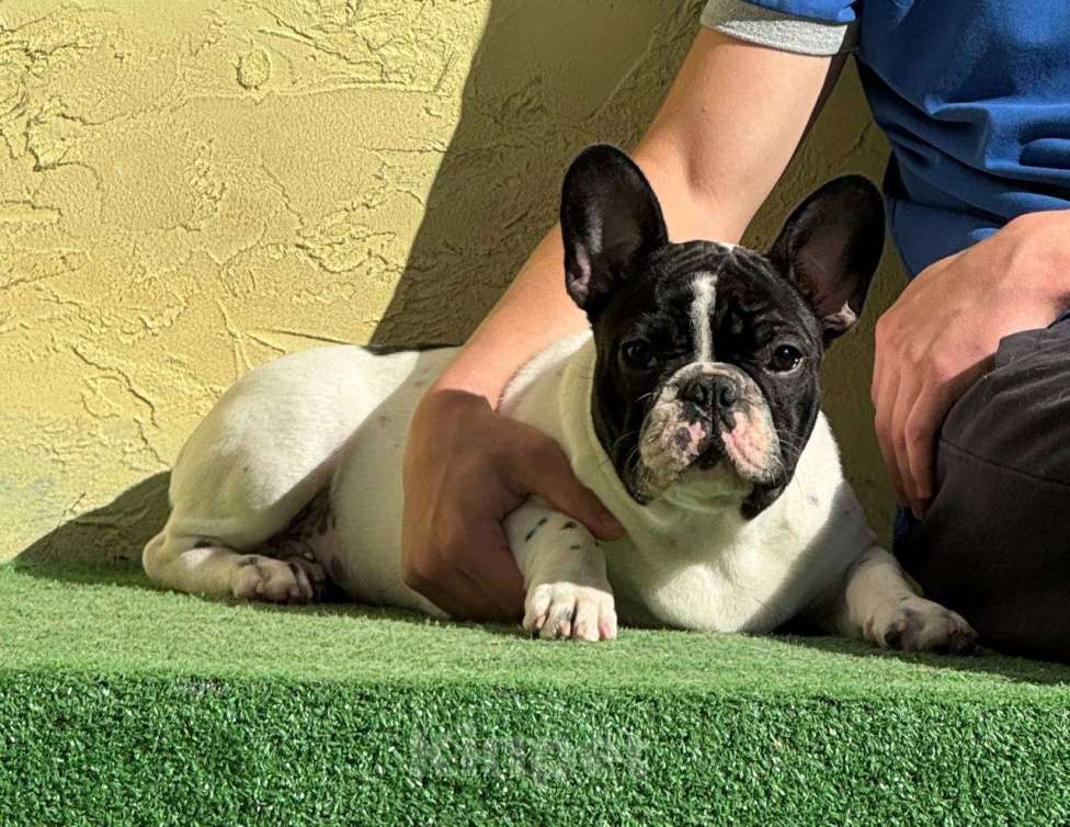 Собаки в Нижнем Новгороде: Очаровательный французский мальчишка  Мальчик, 70 000 руб. - фото 3