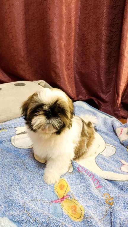 Собаки в Москве: Бонита Девочка, 50 000 руб. - фото 2