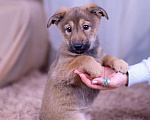 Собаки в Ногинске: Коко - щенок в поисках дома Девочка, Бесплатно - фото 5