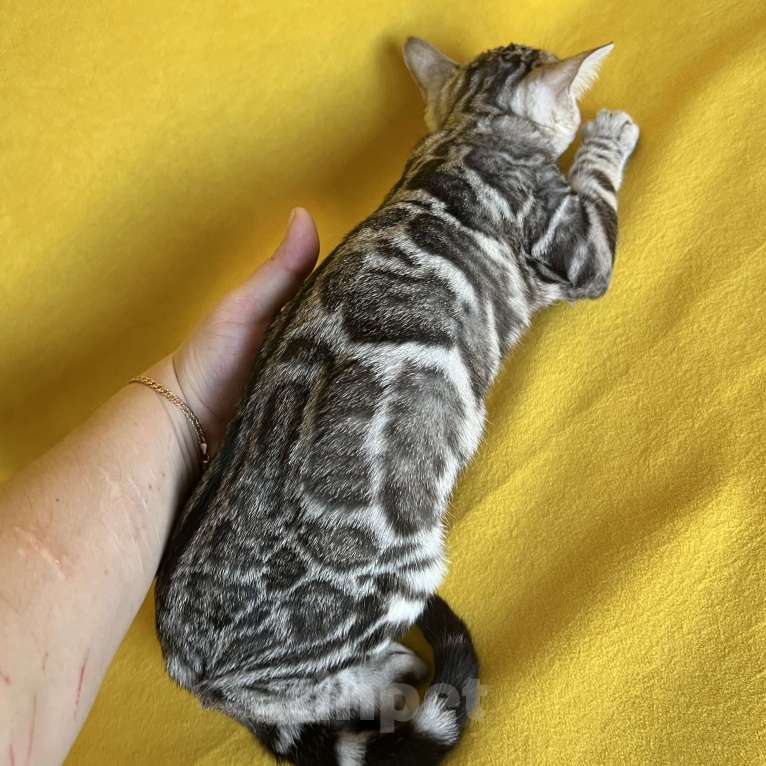 Кошки в Москве: Яркая девочка бенгальской породы Девочка, Бесплатно - фото 5