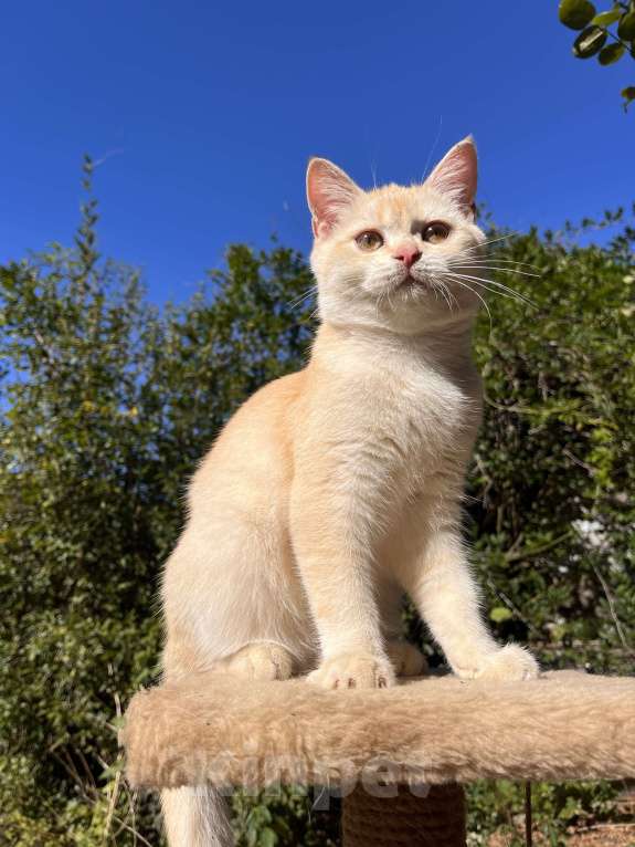 Кошки в Геленджике:  золотой котенок Мальчик, 9 000 руб. - фото 9