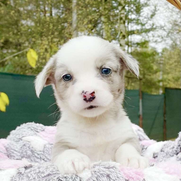 Собаки в Москве: Щенки вельш-корги кардиган Девочка, 40 000 руб. - фото 6