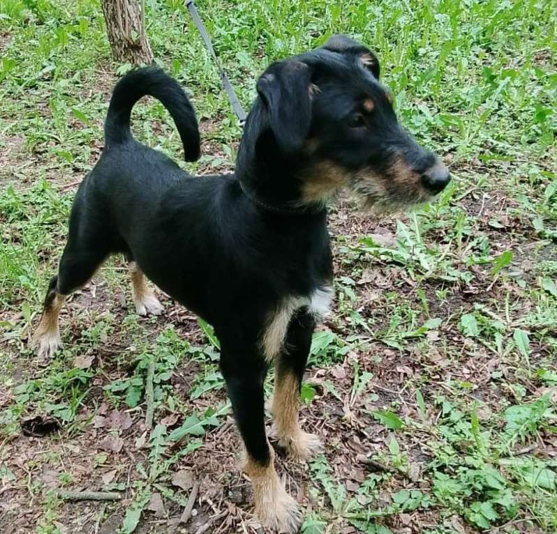 Собаки в Москве: Бородатая Рэйма Девочка, Бесплатно - фото 6