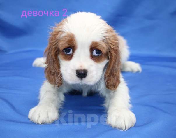 Собаки в Москве: Щенки кавалер кинг чарльз спаниель Девочка, 60 000 руб. - фото 4