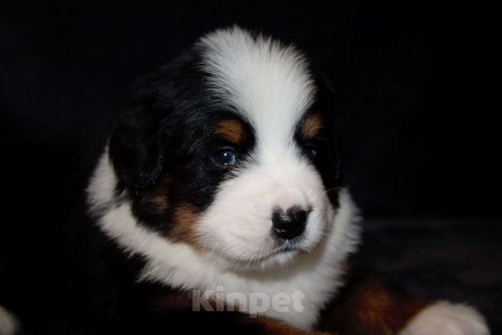Собаки в других городах Московской области: Бернский зенненхунд Девочка, 70 000 руб. - фото 2