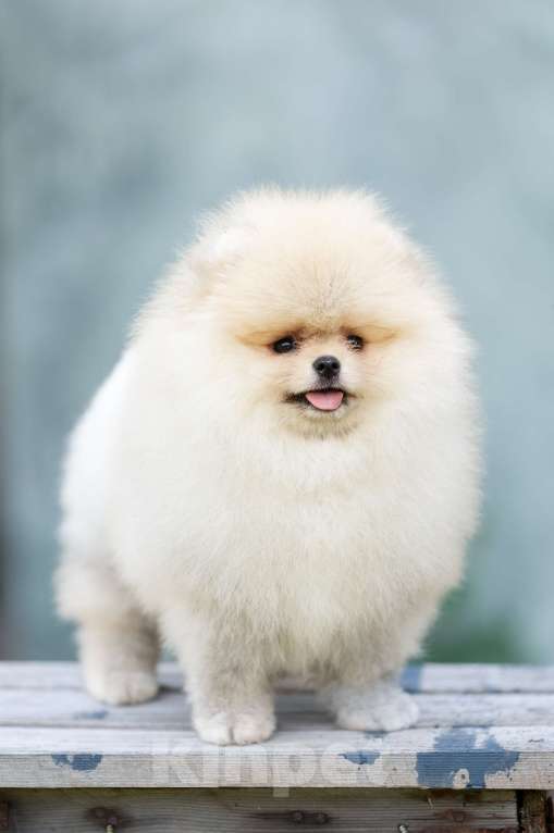 Собаки в Лобне: Девочка  Девочка, 150 000 руб. - фото 2