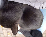 Кошки в Лыткарино: Отдам кошку в добрые руки Девочка, Бесплатно - фото 2