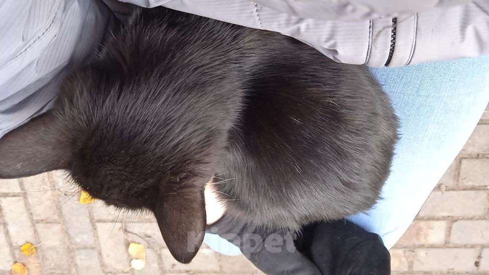 Кошки в Лыткарино: Отдам кошку в добрые руки Девочка, Бесплатно - фото 2