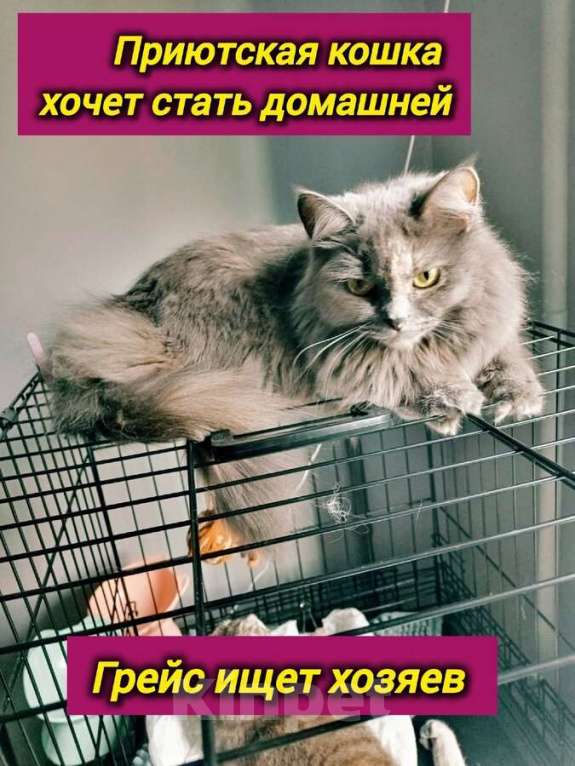 Кошки в Самаре: Грейс, чьё имя означает «Благодать», ищет свой дом. Девочка, Бесплатно - фото 5