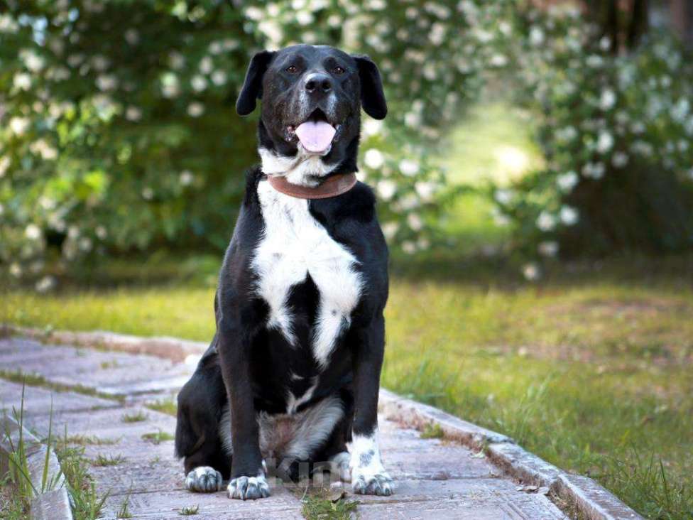 Собаки в Москве: Очаровательная Ляля Девочка, Бесплатно - фото 3