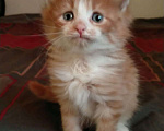 Кошки в Жуковском: Рыжие котята мейн кун Мальчик, 15 000 руб. - фото 5