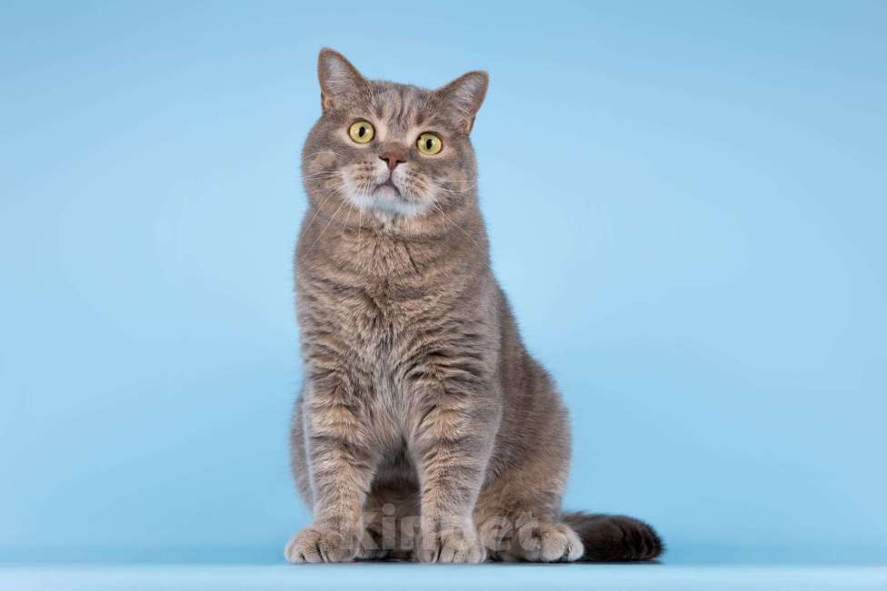 Кошки в Москве: Котик Помпон ищет свою семью Мальчик, Бесплатно - фото 1