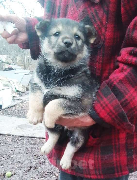Собаки в Химках: Отдам в добрые руки щенков породы Мальчик, Бесплатно - фото 9
