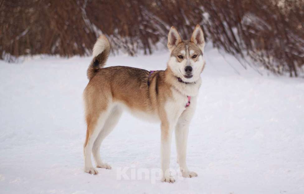 Собаки в Москве: Удивительная Нарния в добрые руки Девочка, Бесплатно - фото 4