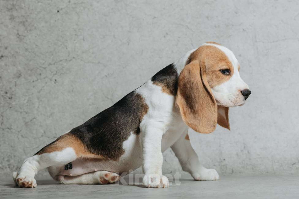 Собаки в Санкт-Петербурге: Высокопородные щенки Бигля  Девочка, 60 000 руб. - фото 8