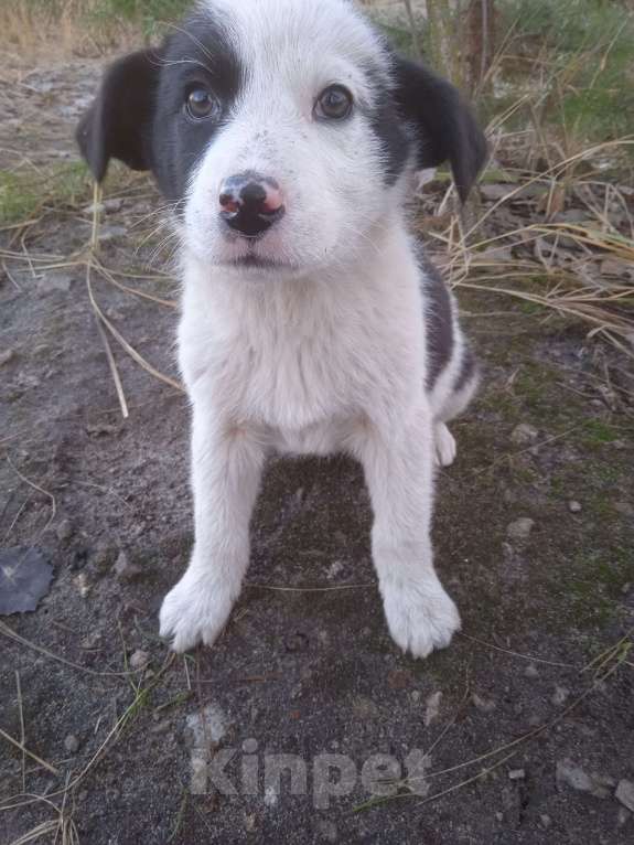 Собаки в Липецке: Очаровательные щенки Мальчик, Бесплатно - фото 7