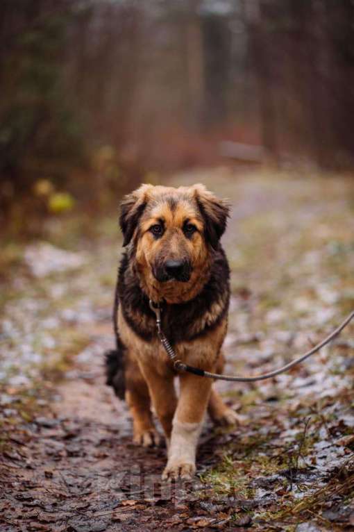 Собаки в Москве: Щенок в добрые руки Девочка, Бесплатно - фото 2