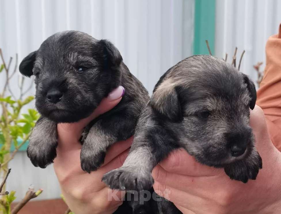 Собаки в Воронеже: Щенки цвергшнауцера Девочка, Бесплатно - фото 1