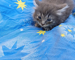 Кошки в Калуге: Котёнок Девочка, Бесплатно - фото 1