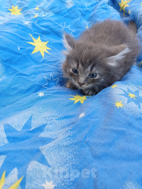 Кошки в Калуге: Котёнок Девочка, Бесплатно - фото 1