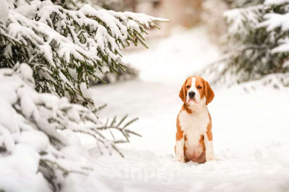 Собаки в Москве: Щенок породы бигль. Мальчик, 60 000 руб. - фото 1