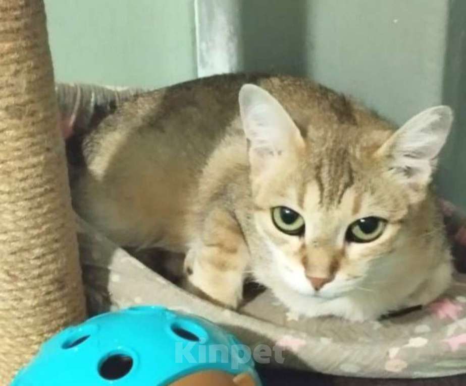 Кошки в Москве: Молодая изящная Кася, кошка в добрые руки. Девочка, Бесплатно - фото 4