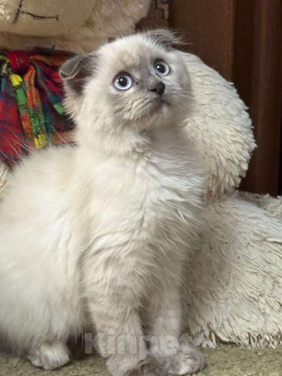 Кошки в Москве: Маленькая Умка ищет дом и любящую семью Девочка, Бесплатно - фото 3