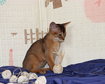 Кошки в Иркутске: Здравствуйте уважаемые любители кошек Девочка, 35 000 руб. - фото 8