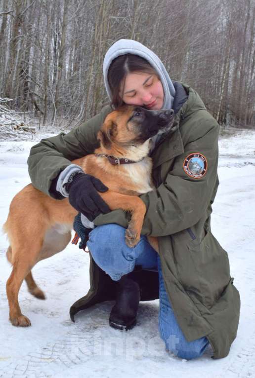 Собаки в Москве: Щенок-подросток, 6 месяцев в добрые руки! Мальчик, Бесплатно - фото 5