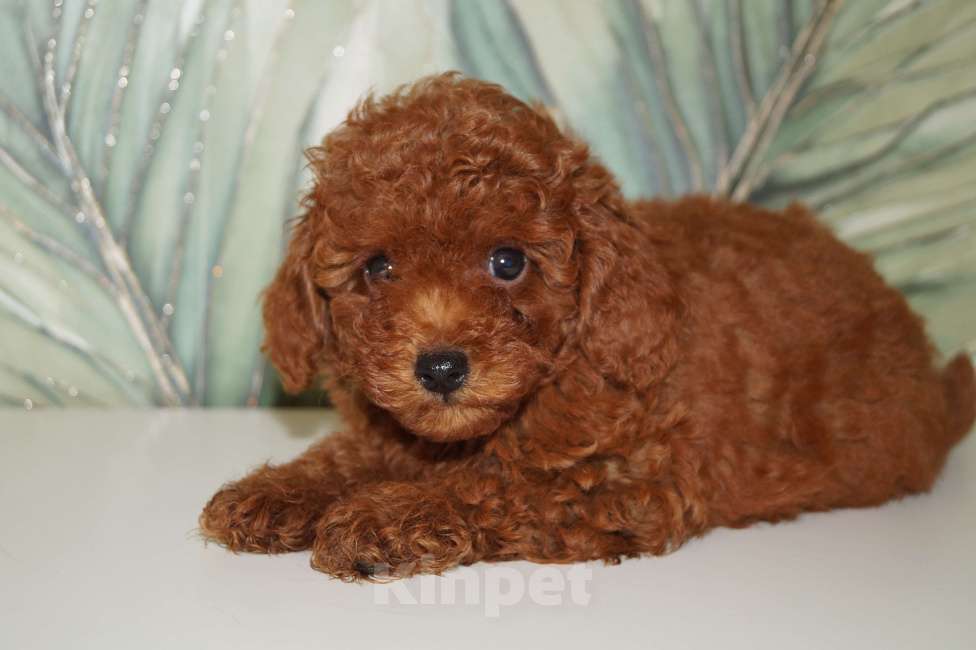 Собаки в Москве: Щенки пуделя- РКФ Мальчик, 65 000 руб. - фото 5