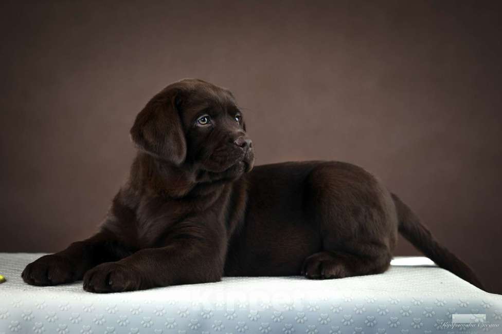 Собаки в Новокузнецке: Щенки лабрадора Девочка, 70 000 руб. - фото 4