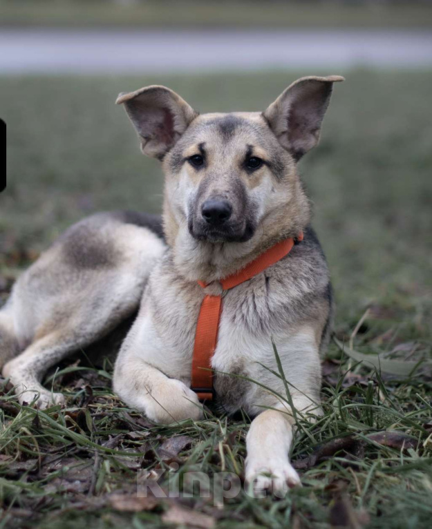 Собаки в Москве: Аврора Девочка, Бесплатно - фото 1