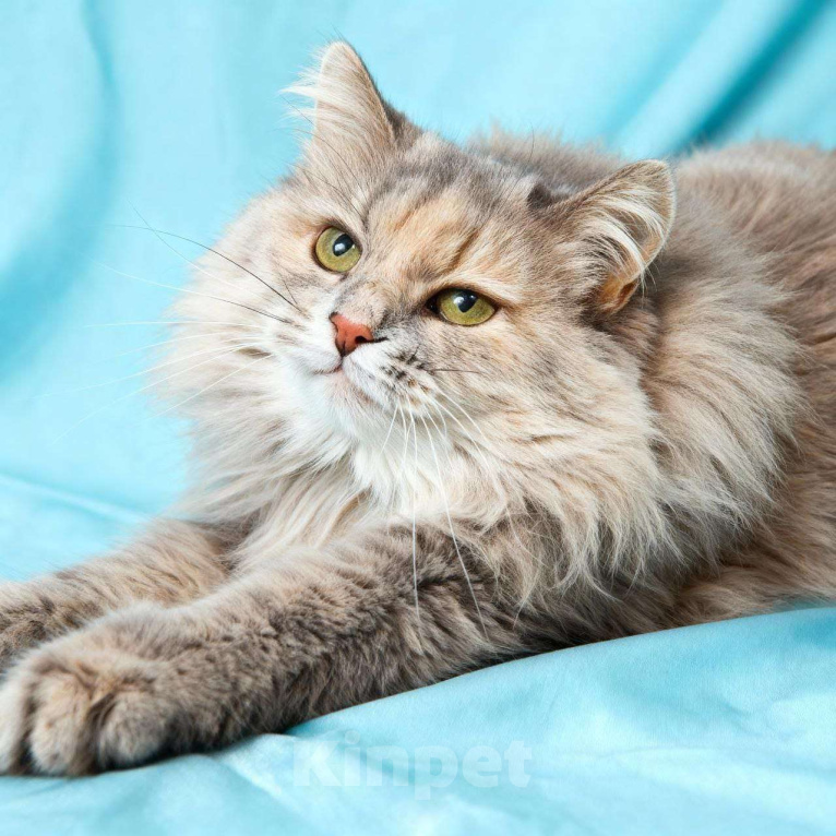 Кошки в Москве: Роскошная кошка Росинка ищет любящую семью Девочка, Бесплатно - фото 5