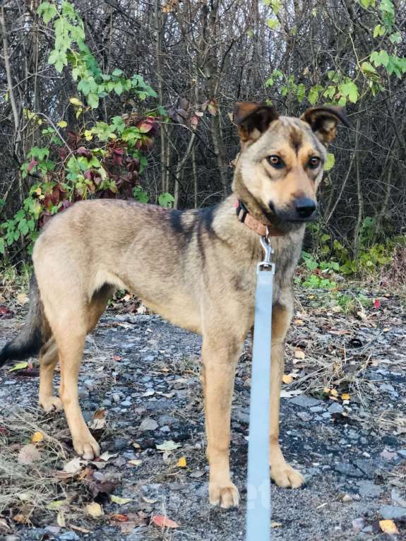 Собаки в Санкт-Петербурге: Скромная Дина Девочка, Бесплатно - фото 4