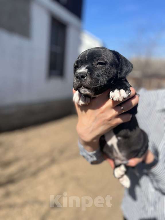 Собаки в Владимире: Стаффбуль щенок мальчик Мальчик, 38 000 руб. - фото 3