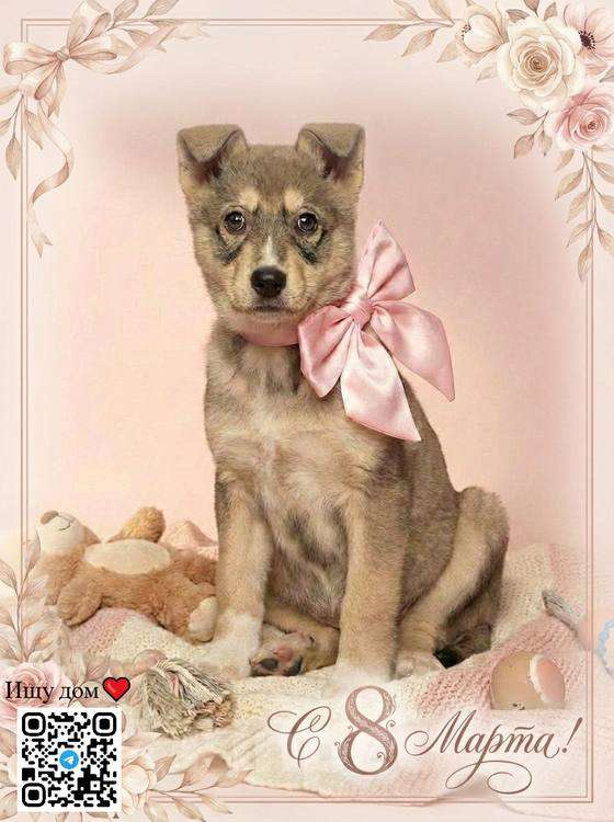 Собаки в Москве: Щенок Луна ищет дои Девочка, Бесплатно - фото 1