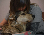 Собаки в Бронницах: Нежнющий Купер Мальчик, Бесплатно - фото 7