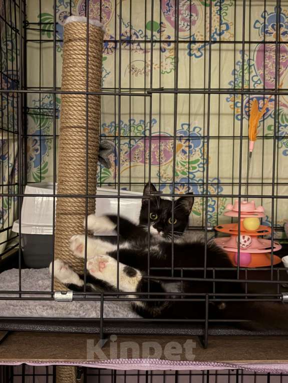 Кошки в Санкт-Петербурге: Подросток из приюта в добрые руки Девочка, Бесплатно - фото 7