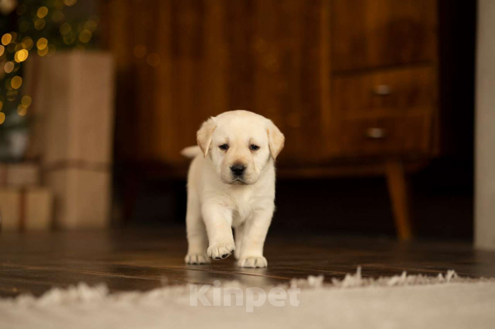 Собаки в Санкт-Петербурге: IRISLAV CLASSIC EDITION Девочка, 140 000 руб. - фото 1