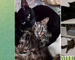 Кошки в Химках: Химки,потерялись кот Пушок и кошка Тигра. Помогите найти. Девочка, 1 000 руб. - фото 1