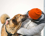 Собаки в Москве: Невероятный добряк Бобби! Мальчик, Бесплатно - фото 8