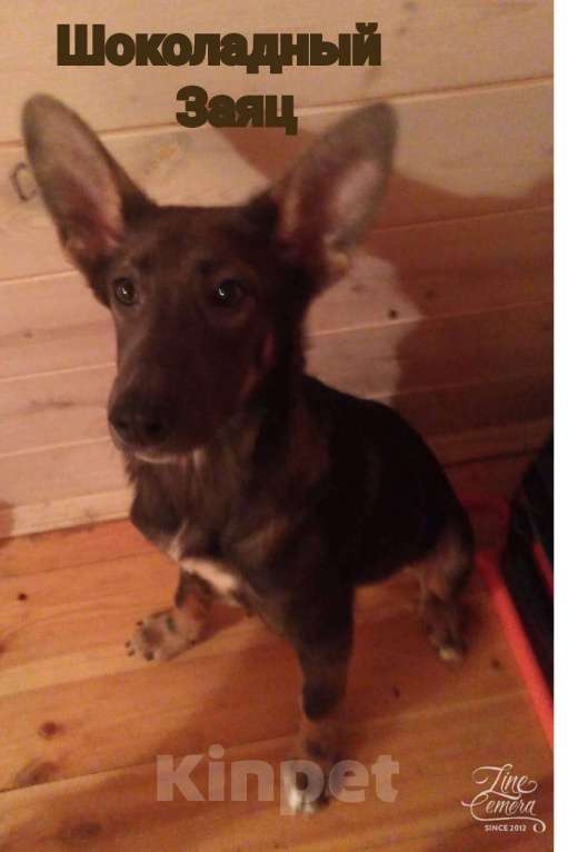 Собаки в Котельнике: Щенки овчарята оригинальных окрасов в добрые руки Девочка, Бесплатно - фото 8