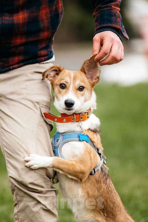 Собаки в Москве: Крошечная рыжая собачка Кеша в добрые руки Девочка, 1 руб. - фото 4