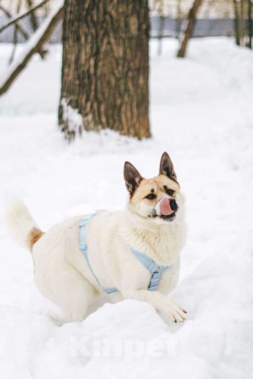 Собаки в Москве: Солнечный Санни ищет дом Мальчик, Бесплатно - фото 3