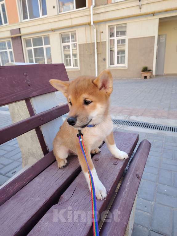 Собаки в Севастополе: Щенок  Сиба  зовут Акибо от Чемпионов Мальчик, Бесплатно - фото 4
