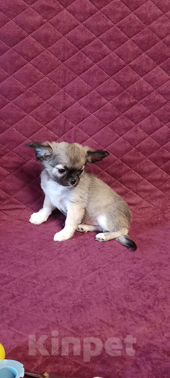 Собаки в Москве: Красавчик соболек  Мальчик, 50 000 руб. - фото 4