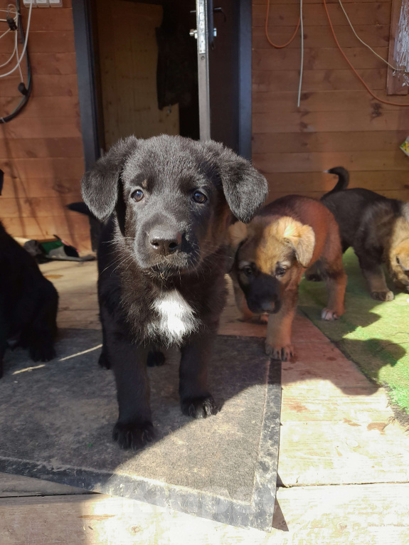 Собаки в других городах Московской области: Щенок немецкой овчарки Девочка, 10 000 руб. - фото 1